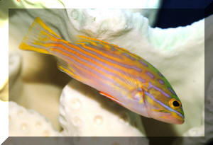 Cephalopholis pt III